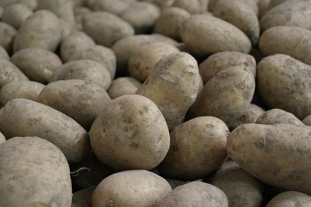 Deutsche Belana Kartoffeln Festkochend Neue Ernte 10 Kg Sack Obst Gemuse Leckerposten